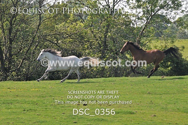 DSC_0356 - ARCHIVE REQUEST - Quincy and Guinness