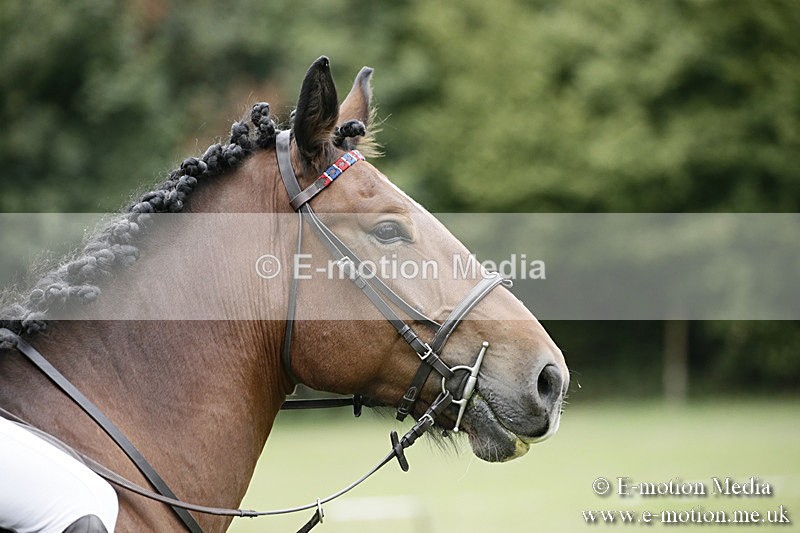 BVR080918 12 - BVRC Novice Dressage & CR 08/09/18