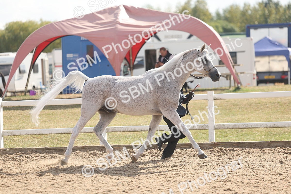 SBM_06843 - Class 25 - IH Foreign Breeds - Purebred