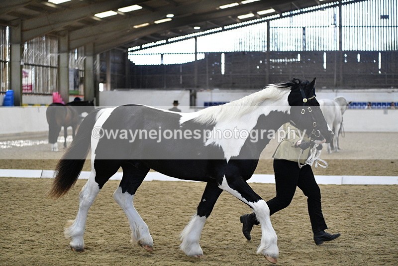 WJ5_4856 - Class 7 In hand coloured / odd coloured