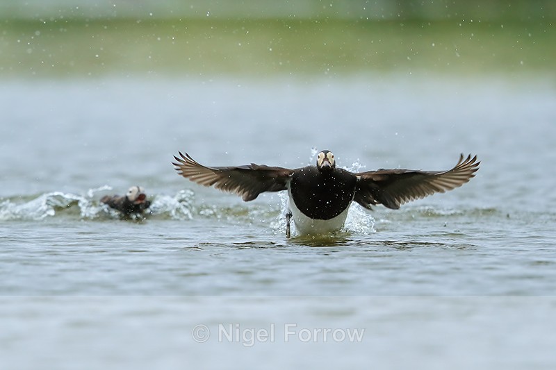 Long-tailed Ducks (male), Iceland - Long-tailed Duck