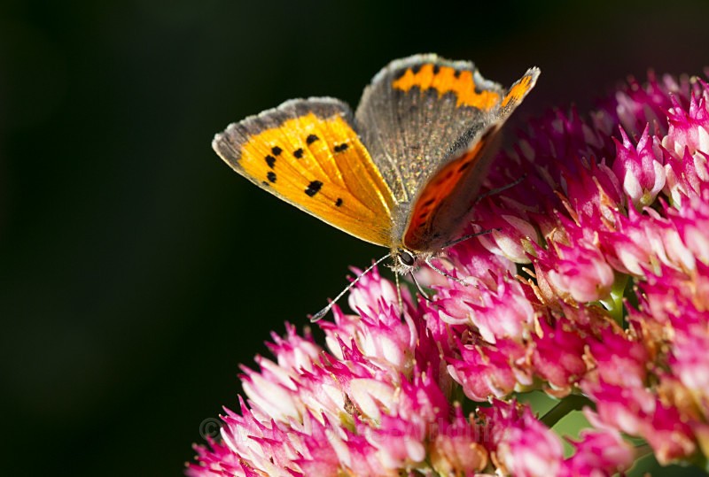 Small Copper, Tatton Park, Cheshire - BUTTERFLIES