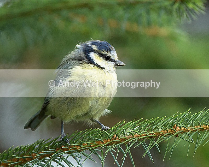 20130901-3K8A5776 - Blue Tit