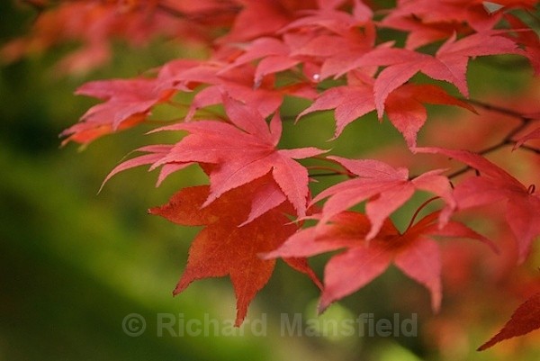  - Autumn