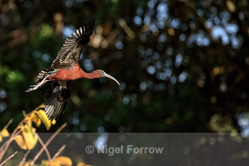Flying Glossy Ibis & dark background, Wakodahatchee Wetlands, Florida - Glossy Ibis