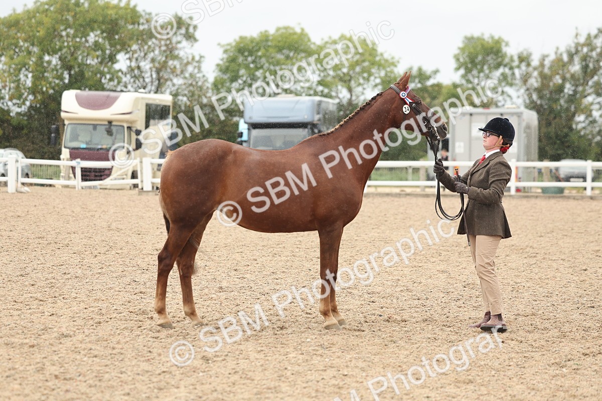 SBM_19827 - Class 318 - IH Part Bred Horse-Pony