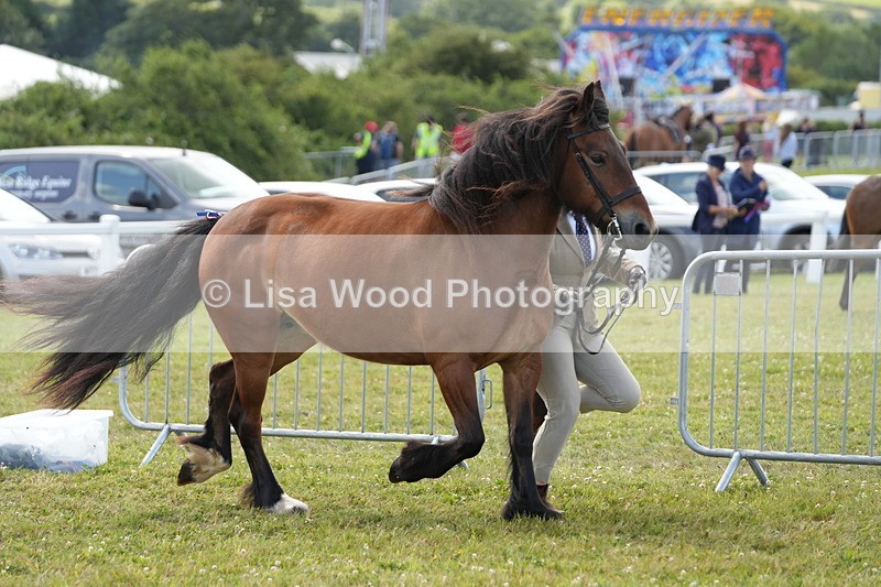 DSC05734 - Class 51: NPS M&M 4 years and over Large Breeds