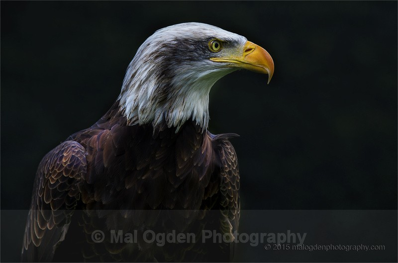 Alaskan Bald Eagle - Portrait