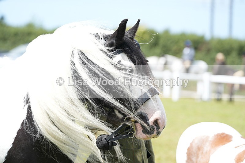 DSC06952 - Class 60: Coloured Pony 4yrs & over