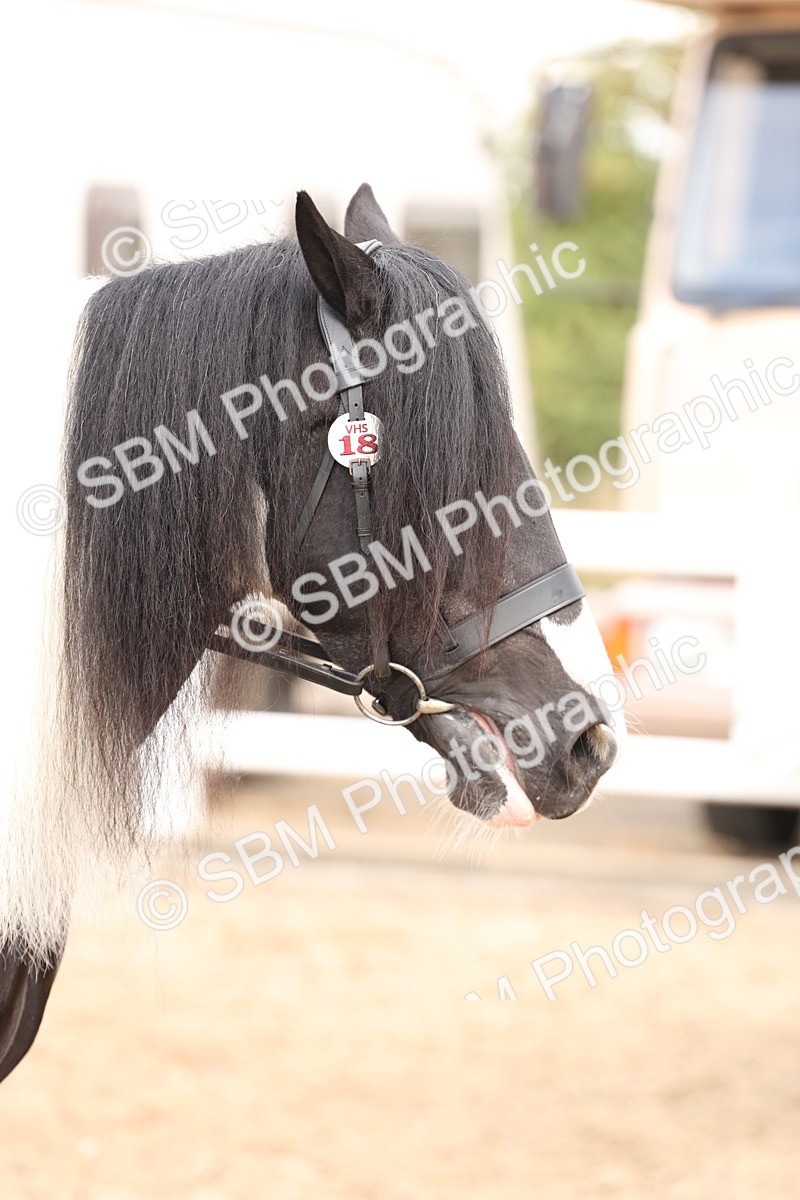 SBM_04237 - Class 54 - Riding Club Horse/Pony