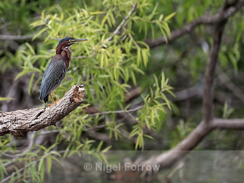 Green Heron, Venice Rookery, Florida - Green (Green-backed) Heron