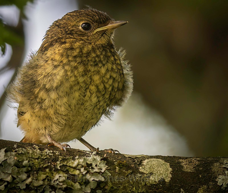 Redstart Fledgling - REDSTARTS 2025