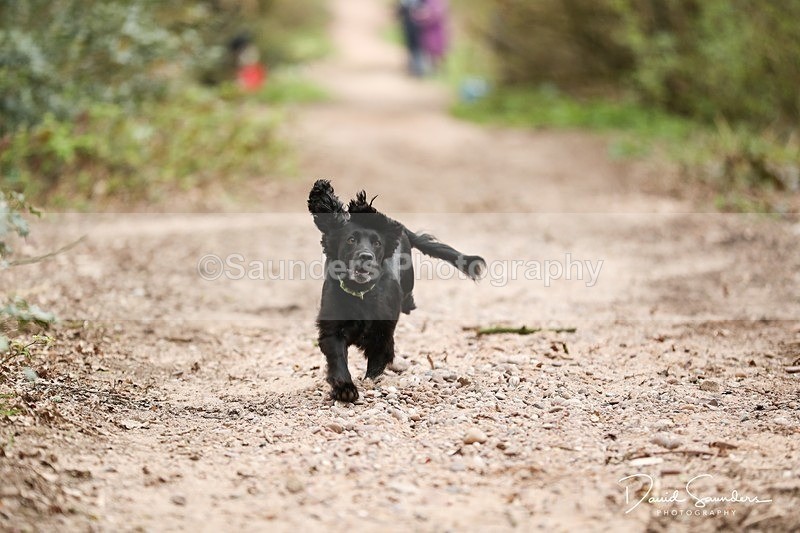 SPXX3916 - Endurance Dogs