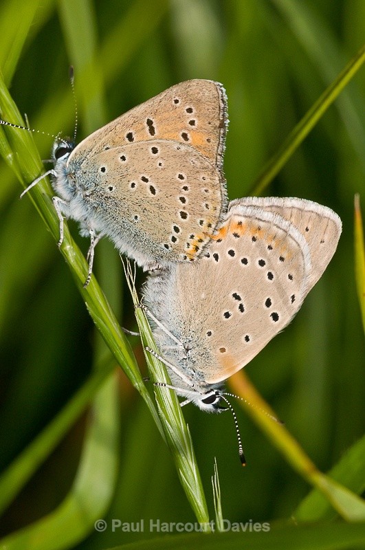  - Bugs: Butterflies