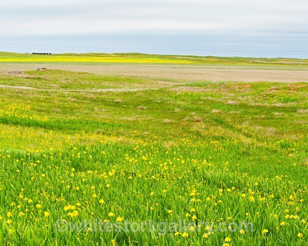 Fields of Yellow, Uist - Scottish Highlands