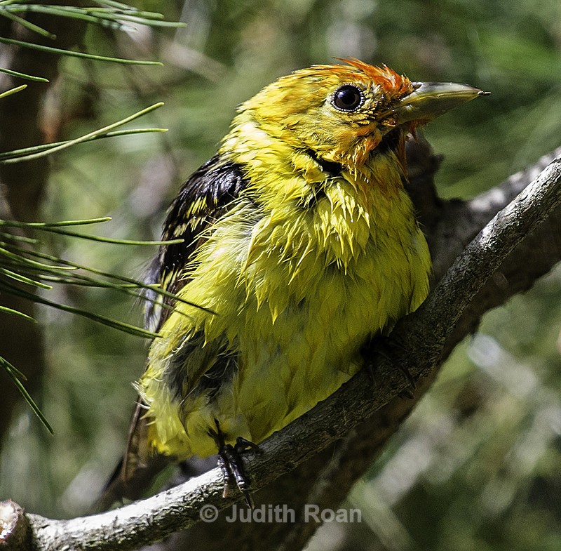 Western Tanager, young male - Backyard Bathing Birds