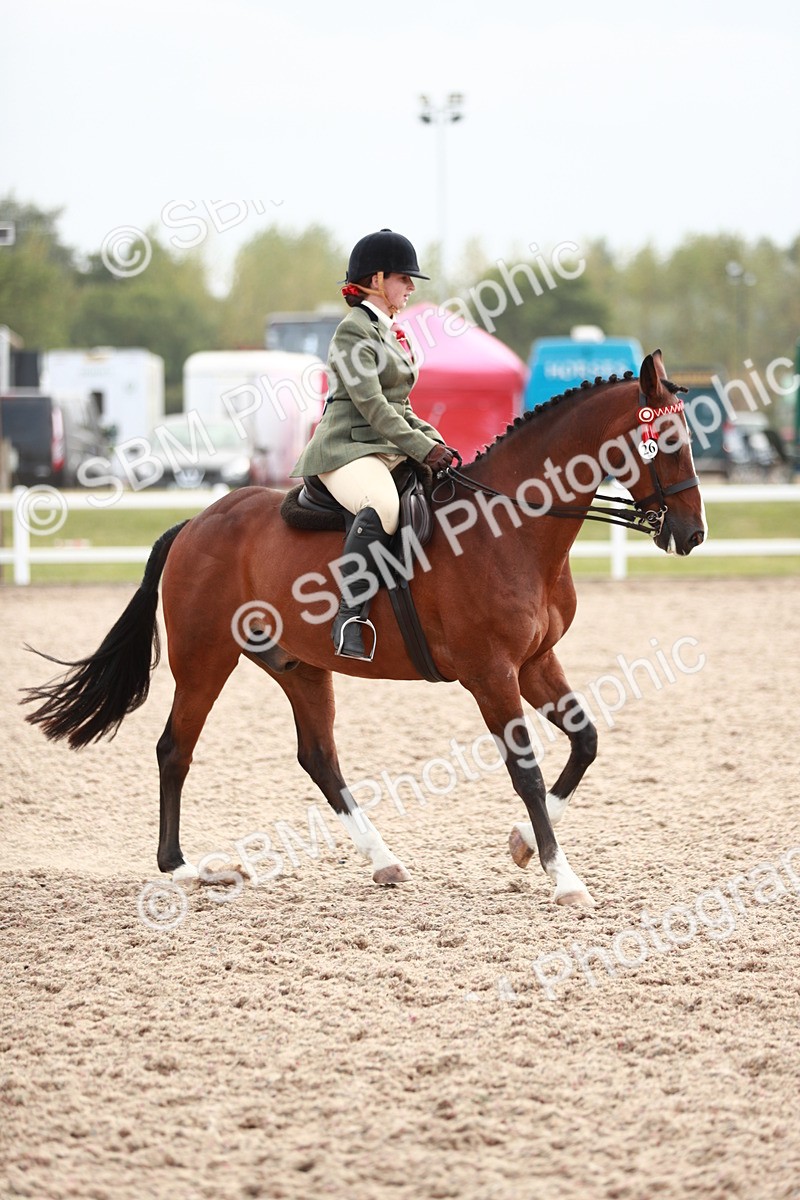 SBM_17590 - Class 215 Ridden Hack/ Riding Horse