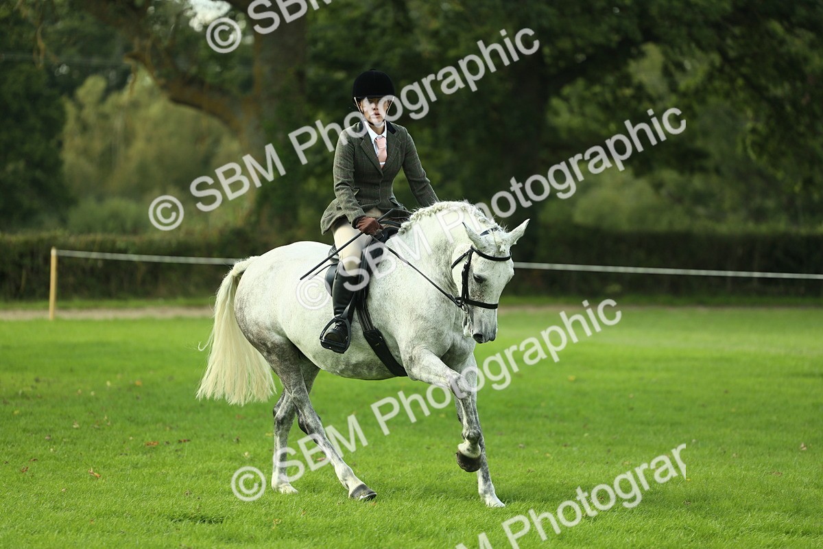 SBM_50686 - S33 - Working Hunter & Working Show Horse