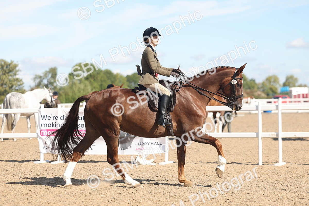 SBM_13142 - Class 305 - Ridden Foreign Breed Pure Bred