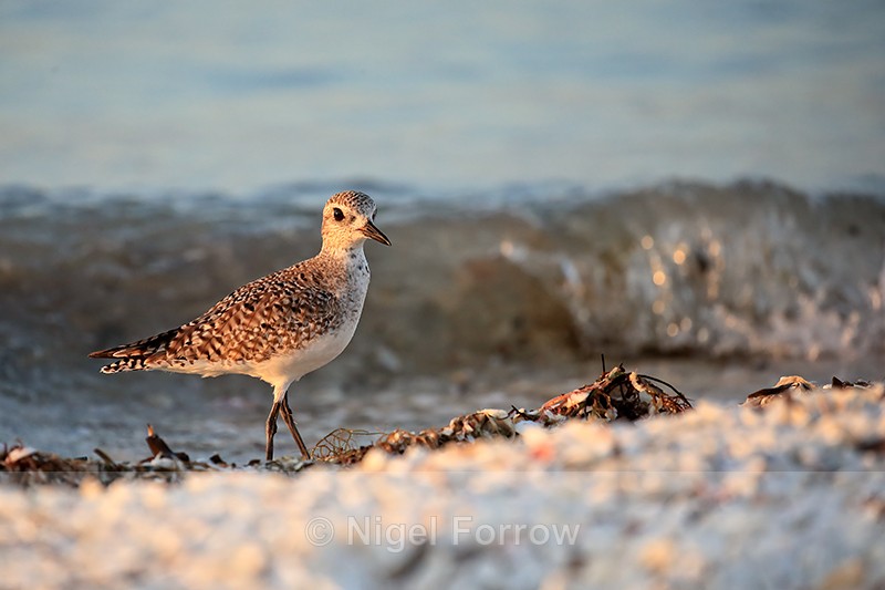 Grey Plover on sea shore, Sanibel Island, Florida - Black-bellied Plover