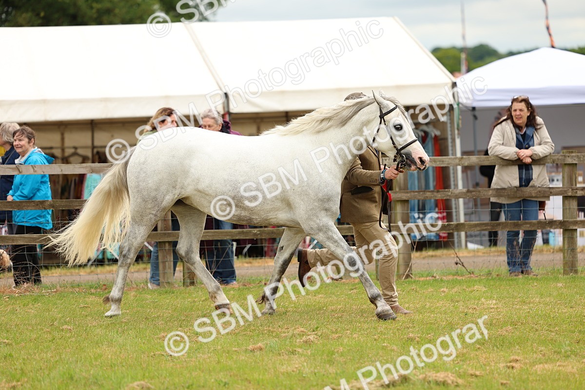 SBM_04139 - Class 64-67 - Shetland Pony In Hand