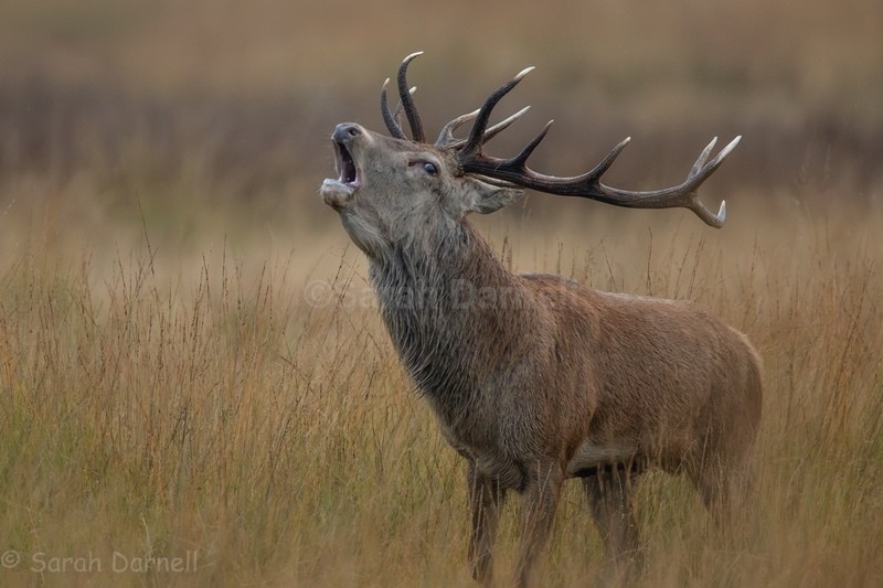 RD02 - Deer for Graham