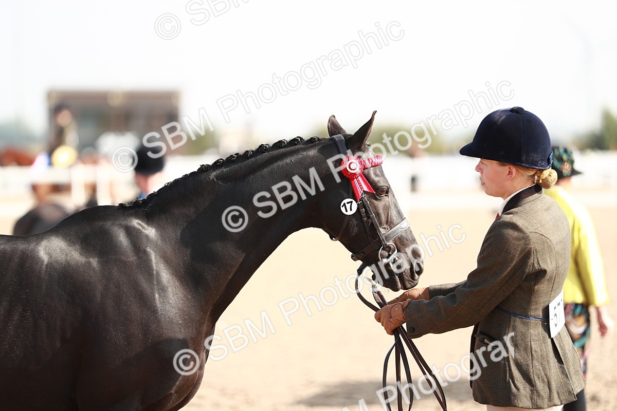 SBM_11075 - Class 205 IH Show Pony/ Show Hunter Pony