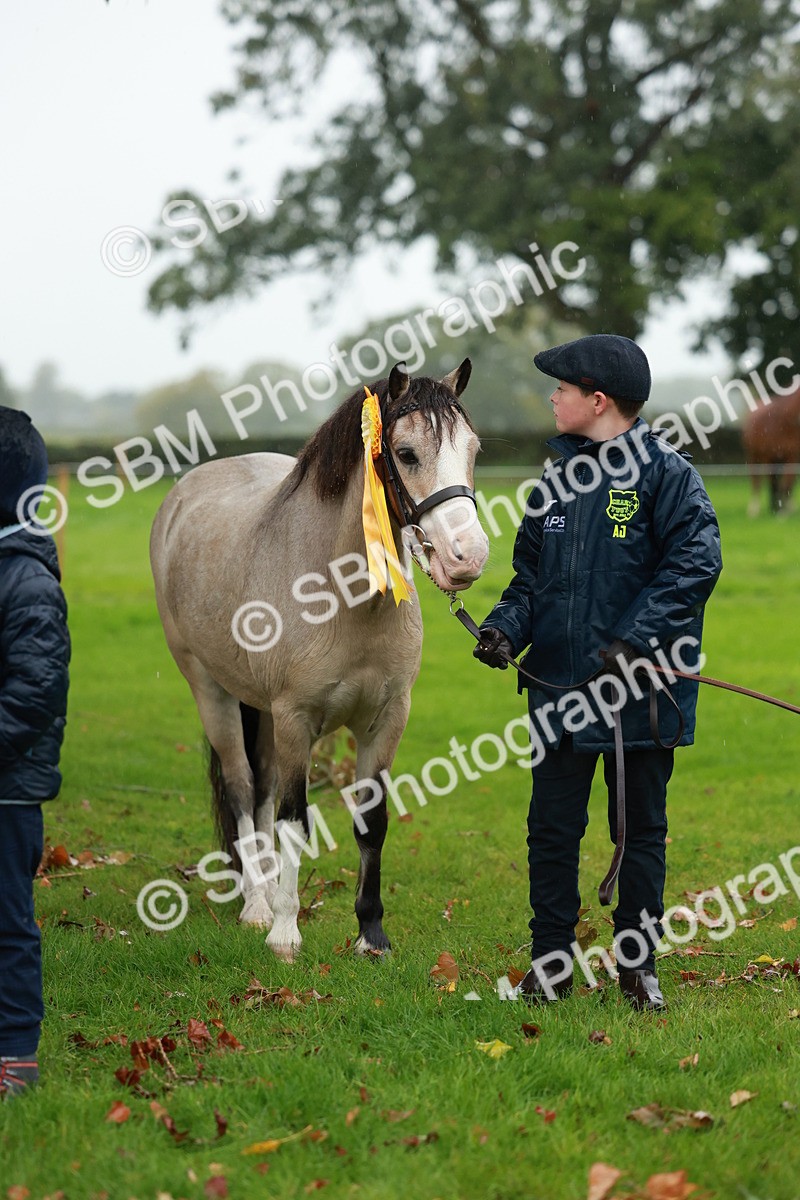SBM_34942 - S10 - Best In Hand Horse & Pony