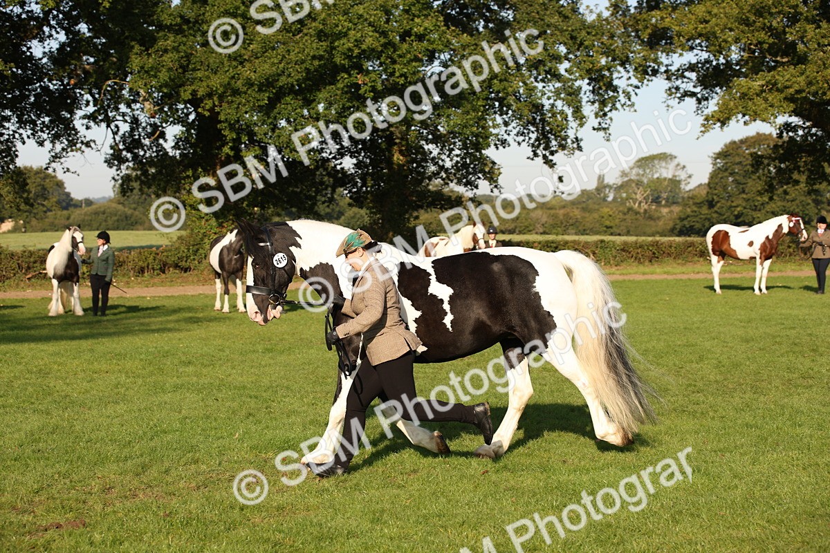SBM_58744 - S51 - Piebald & Skewbald Horse In Hand
