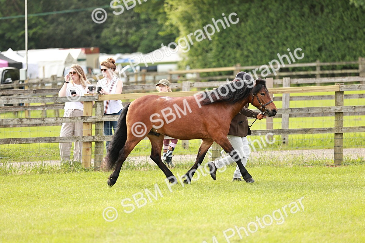 SBM_00430 - Class 14-23 - Mountain & Moorland In Hand Non Welsh