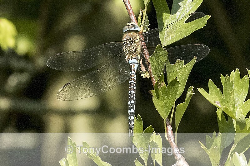 Migrant Hawker  (m) - Other Wildlife