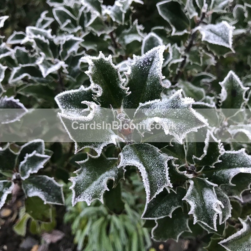 10 Frosted Holly - WINTER 2020 /21