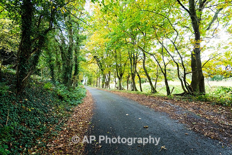 ANT_5635-1 - Autumn Colours