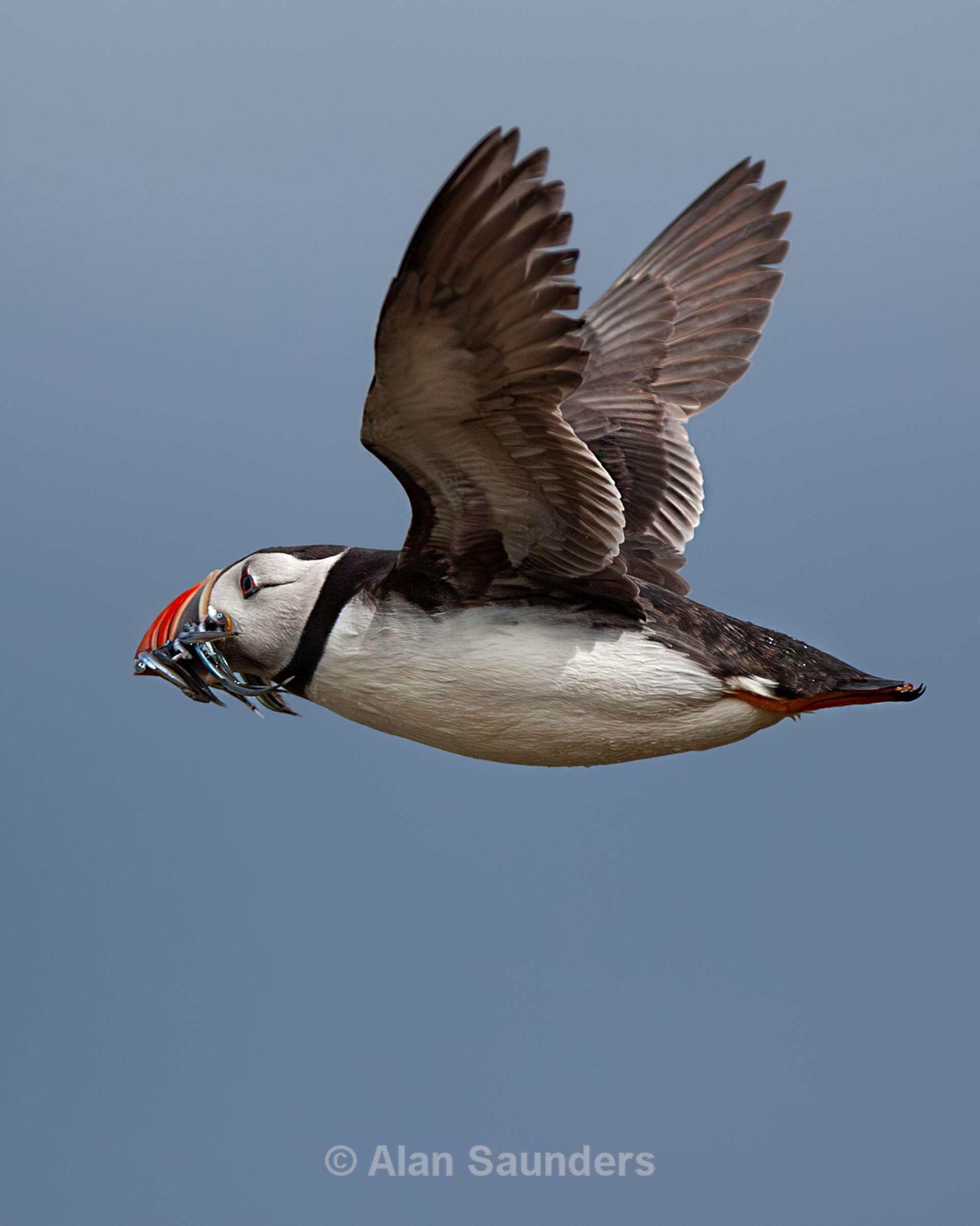 Puffin 3