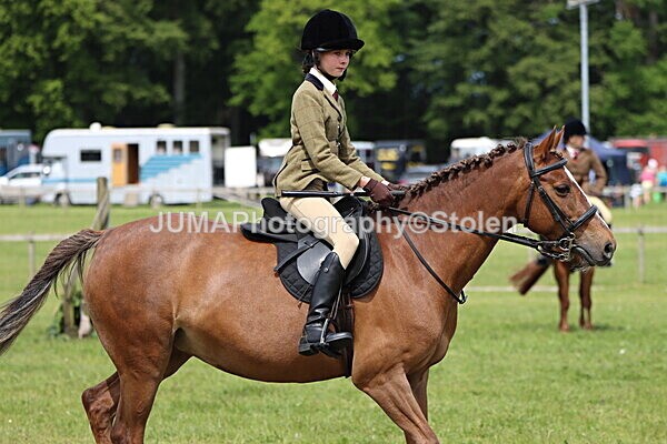 IMG_3342 - Working Hunter