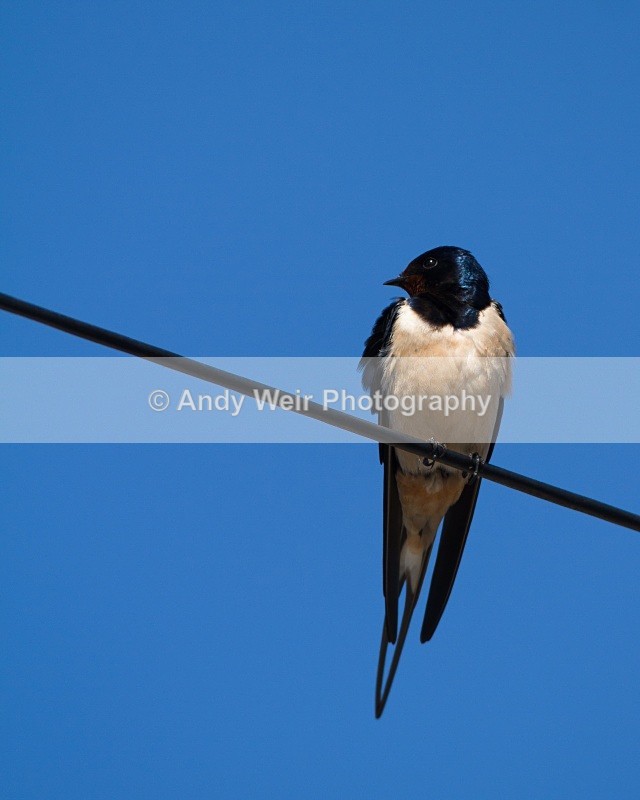 20110428-IMG_5145 - Swallows, Swifts & Martins