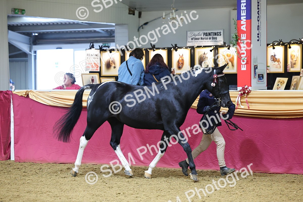 SBM_22791 - Class 903 - Supreme Final - IH Pre Vet