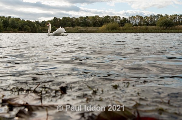 Brockholes 11 - Landscapes
