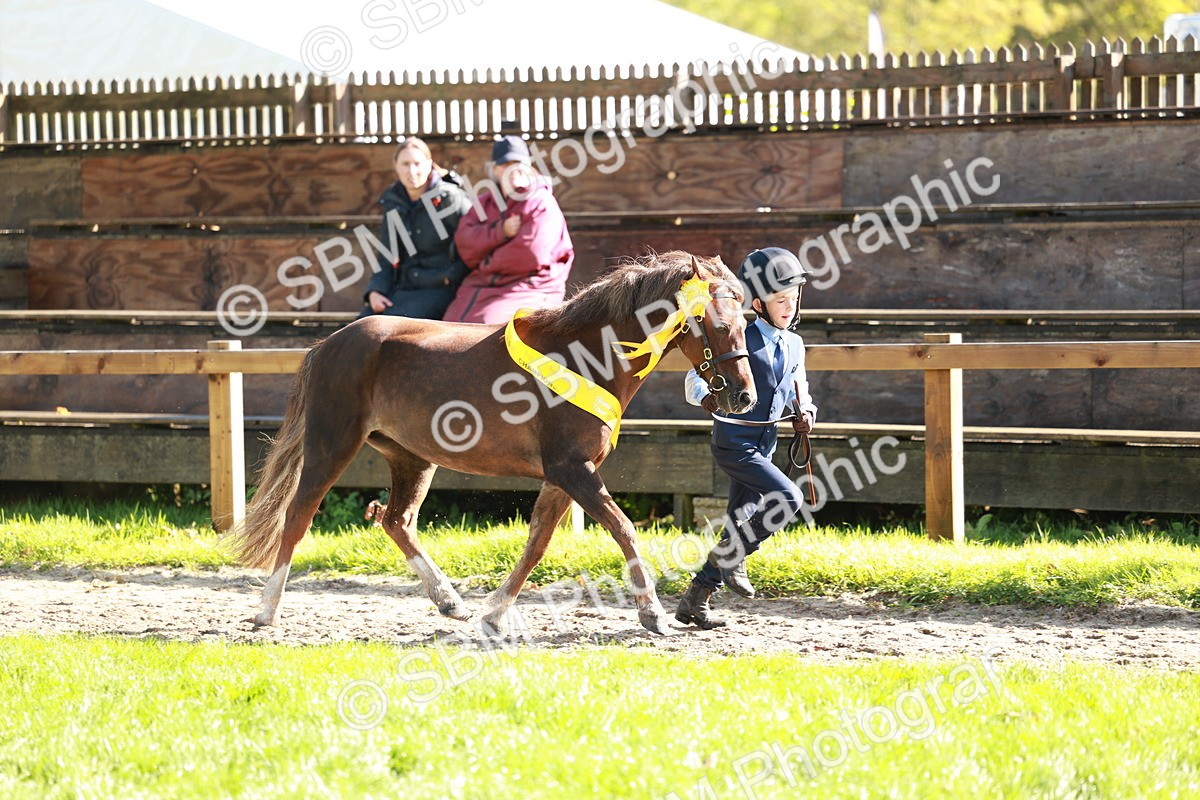 SBM_37513 - Fun Showing Supreme Championship