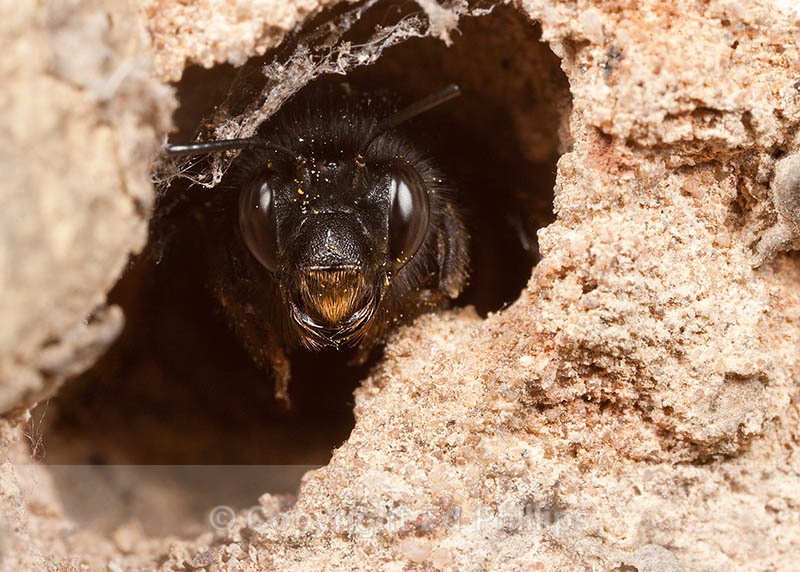 Anthophora plumipes (f) - Anthophora plumipes