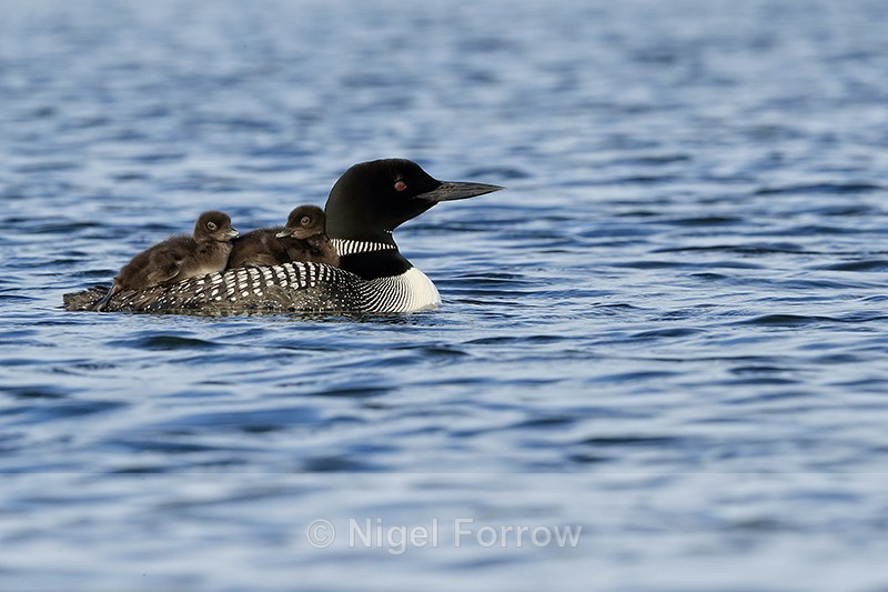 Common Loon with chicks resting on back, Minnesota, USA - Great Northern Diver