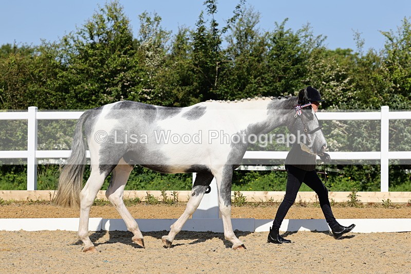 1X9A0730 - Class 4: Youngstock 1, 2, 3 year old to exceed 153cm