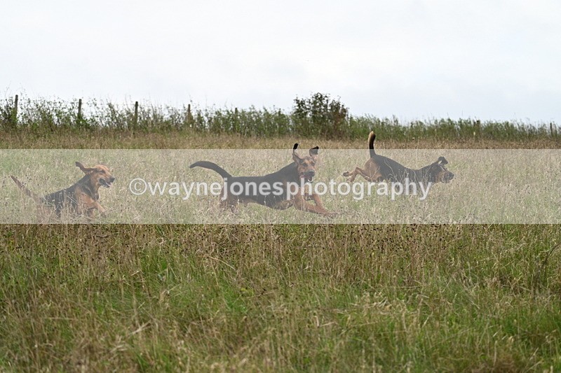 WJ7_9829 - Camera 1 & Last fence