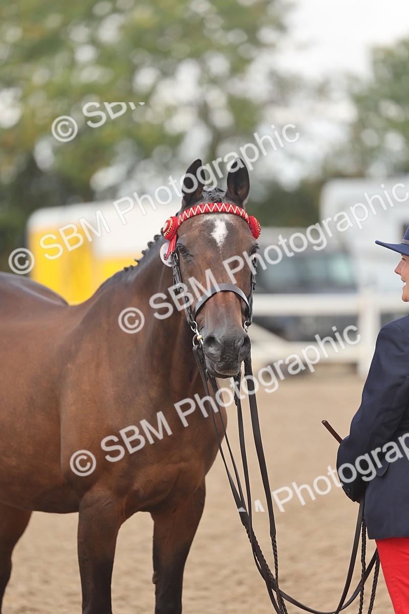 SBM_04361 - Class 17 - Prettiest Mare (IH or Ridden)