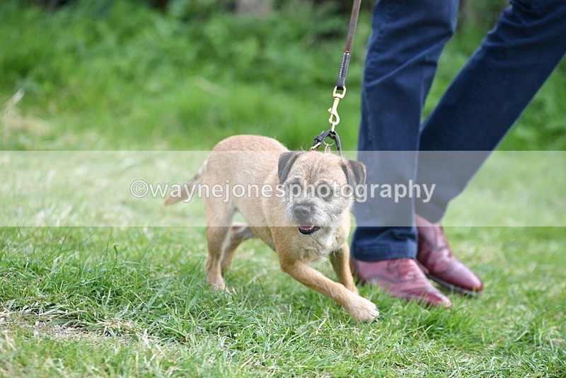 WJ5_0238 - Class 7 Best Terrier