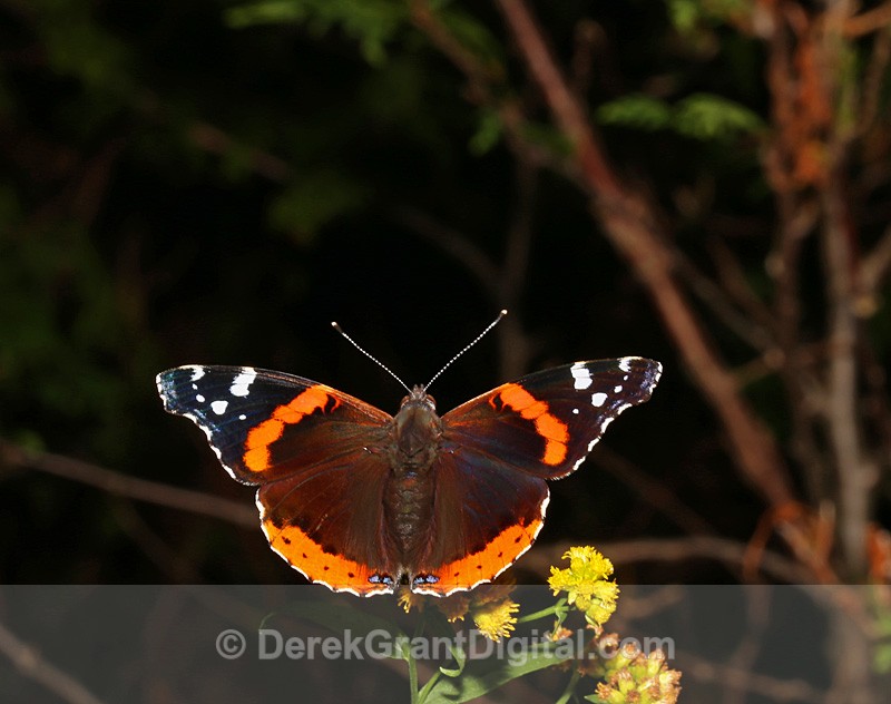Red Admiral - Butterflies & Moths of Atlantic Canada