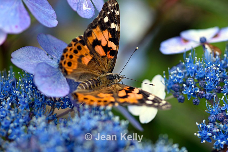 Painted Lady Butterfly - DSC_4615_00010 - Insects