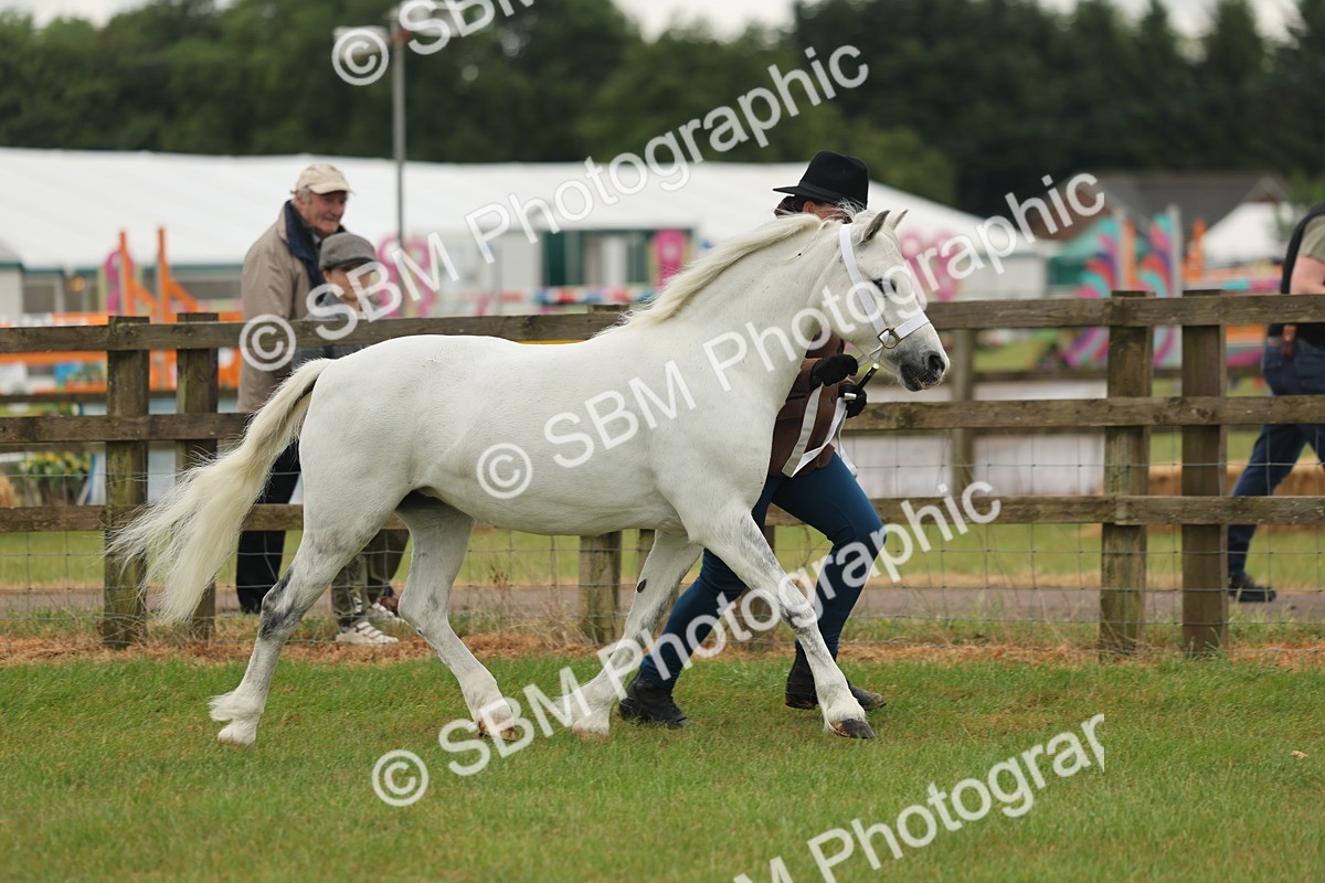 SBM_01517 - Class 50-57 - M&M Welsh Pony In Hand
