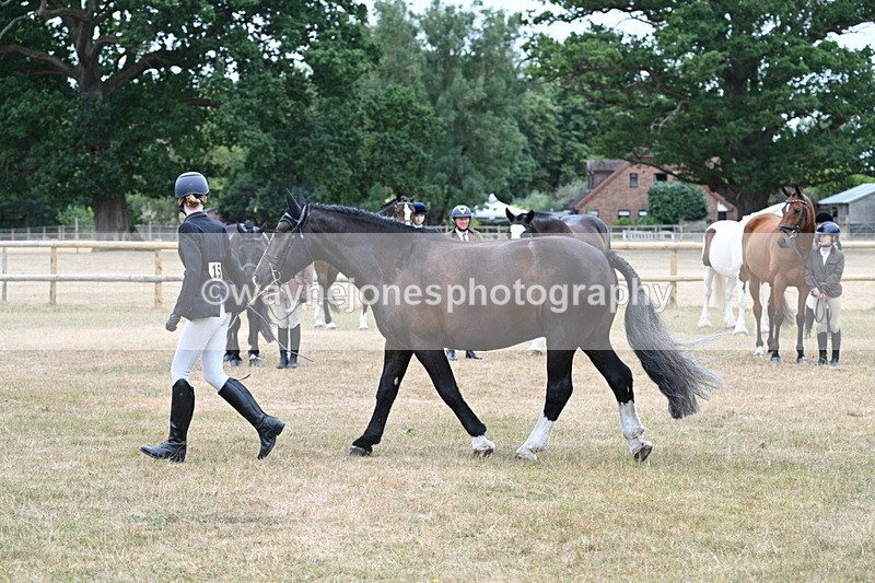 WJ7_0115 - Class 5a Most Handsome Gelding (above 14.2hh)