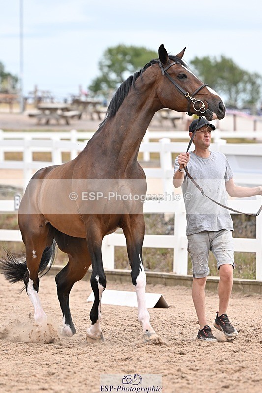 250716-152458-01917 - Trot Up 2.30 to 3.30